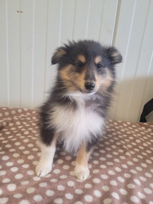 Les chiots de Shetland Sheepdog