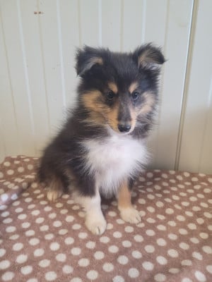 Les chiots de Shetland Sheepdog