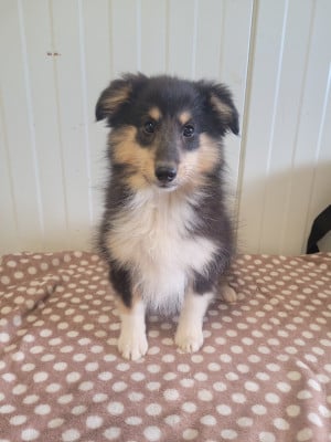 Les chiots de Shetland Sheepdog