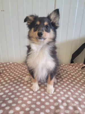 Les chiots de Shetland Sheepdog