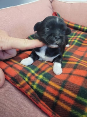 Les chiots de Lhassa Apso