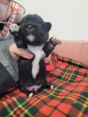 Les chiots de Lhassa Apso