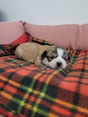 Les chiots de Lhassa Apso