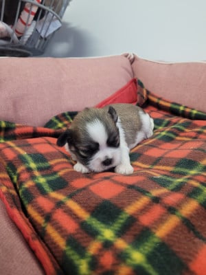 Les chiots de Lhassa Apso