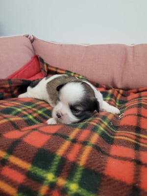 Les chiots de Lhassa Apso