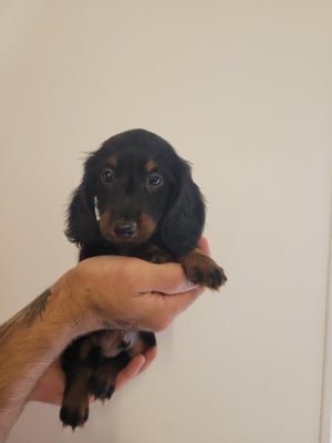 Les chiots de Teckel poil long