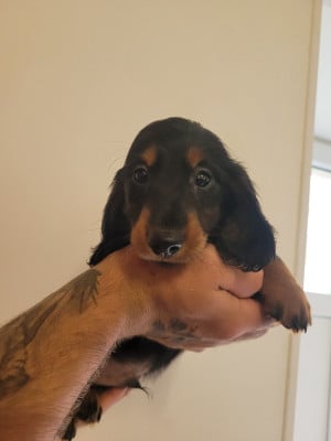 Les chiots de Teckel poil long