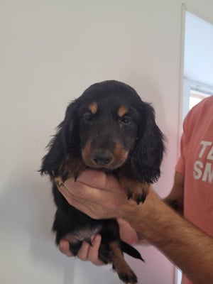 Les chiots de Teckel poil long