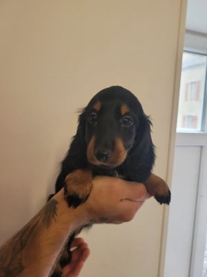 Les chiots de Teckel poil long