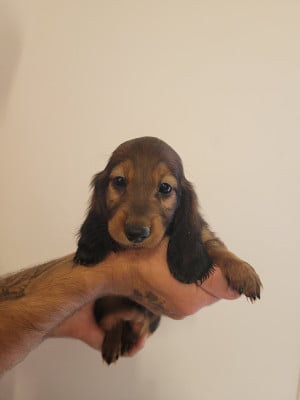 Les chiots de Teckel poil long