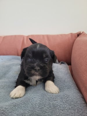 Les chiots de Lhassa Apso