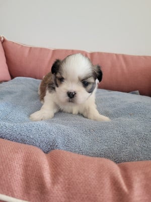 Les chiots de Lhassa Apso