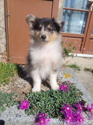 Shetland Sheepdog