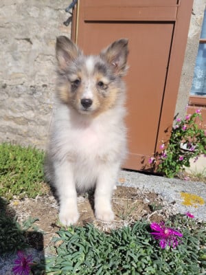 Chiot N°2 - Shetland Sheepdog
