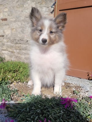 Chiot N°3 - Shetland Sheepdog