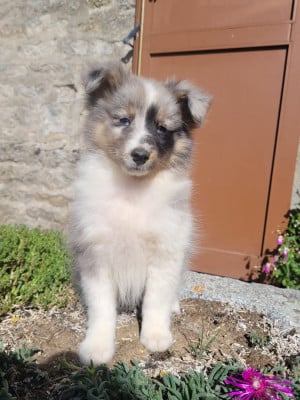 Chiot N°4 - Shetland Sheepdog