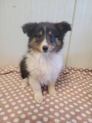 Chiot N°5 - Shetland Sheepdog