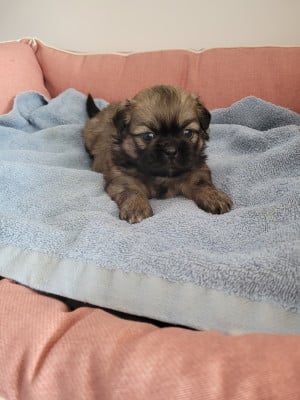Les chiots de Epagneul tibetain
