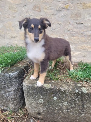 Les chiots de Shetland Sheepdog
