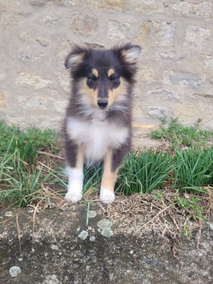 Les chiots de Shetland Sheepdog