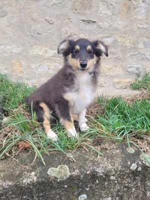 Les chiots de Shetland Sheepdog