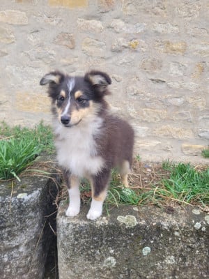 Les chiots de Shetland Sheepdog