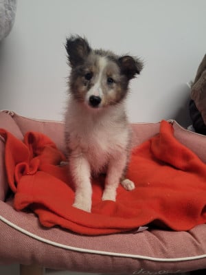 Les chiots de Shetland Sheepdog