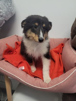 Les chiots de Shetland Sheepdog