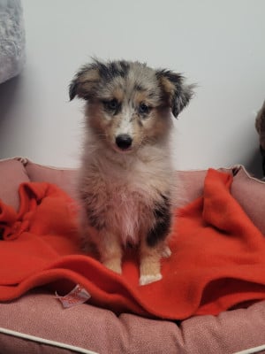 Les chiots de Shetland Sheepdog