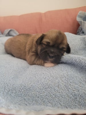 Les chiots de Lhassa Apso