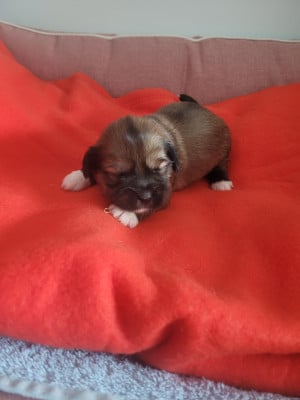 Les chiots de Lhassa Apso