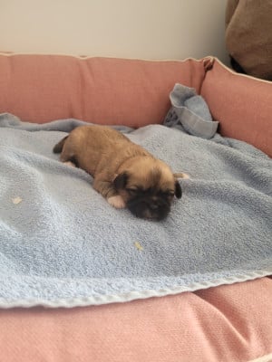 Les chiots de Lhassa Apso