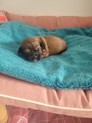 Les chiots de Lhassa Apso
