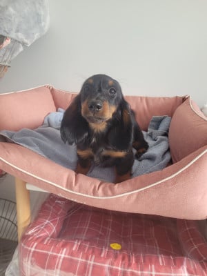 Les chiots de Teckel poil long