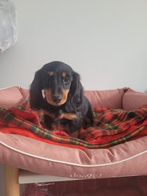 Les chiots de Teckel poil long