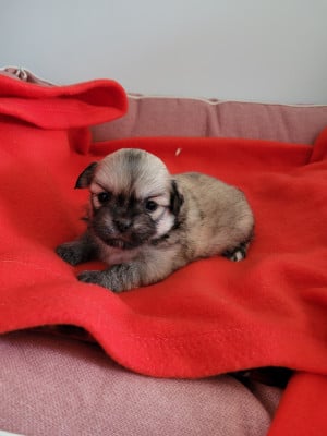 Les chiots de Epagneul tibetain
