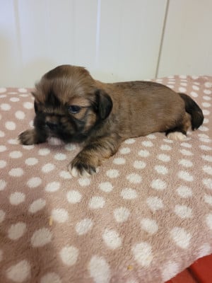 Les chiots de Lhassa Apso