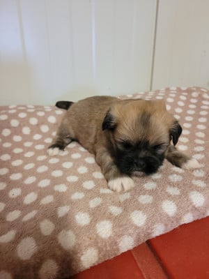 Les chiots de Lhassa Apso