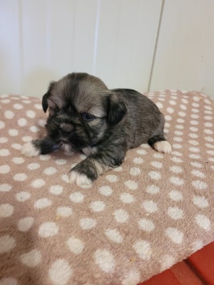 Les chiots de Lhassa Apso