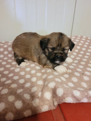 Les chiots de Lhassa Apso