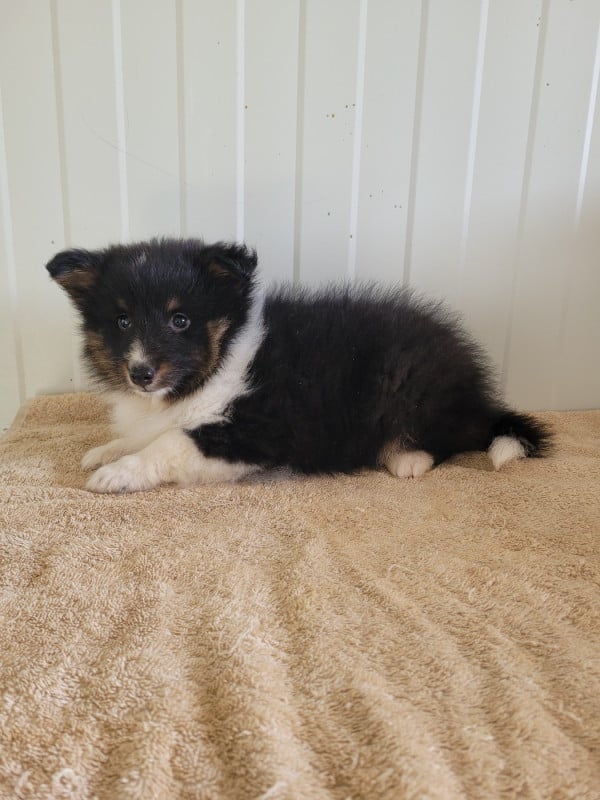 Shetland Sheepdog - des terres de bourguenailles