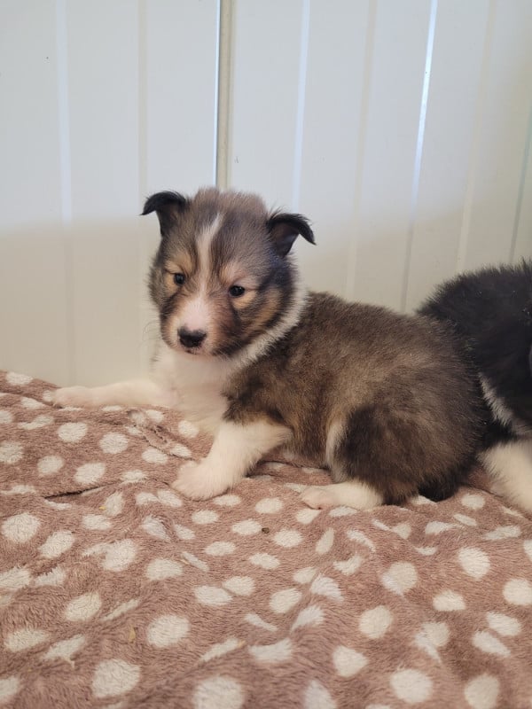 Shetland Sheepdog - des terres de bourguenailles