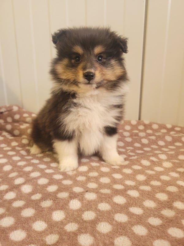 Shetland Sheepdog - des terres de bourguenailles