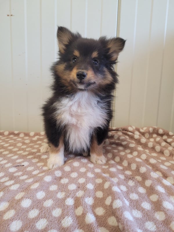 Shetland Sheepdog - des terres de bourguenailles