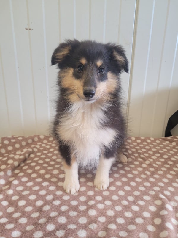 Shetland Sheepdog - des terres de bourguenailles