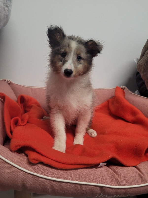 Shetland Sheepdog - des terres de bourguenailles