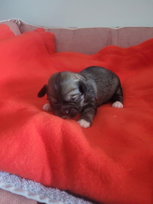 Lhassa Apso - des terres de bourguenailles