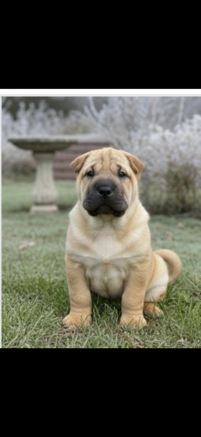 Azu-mee - Shar Pei