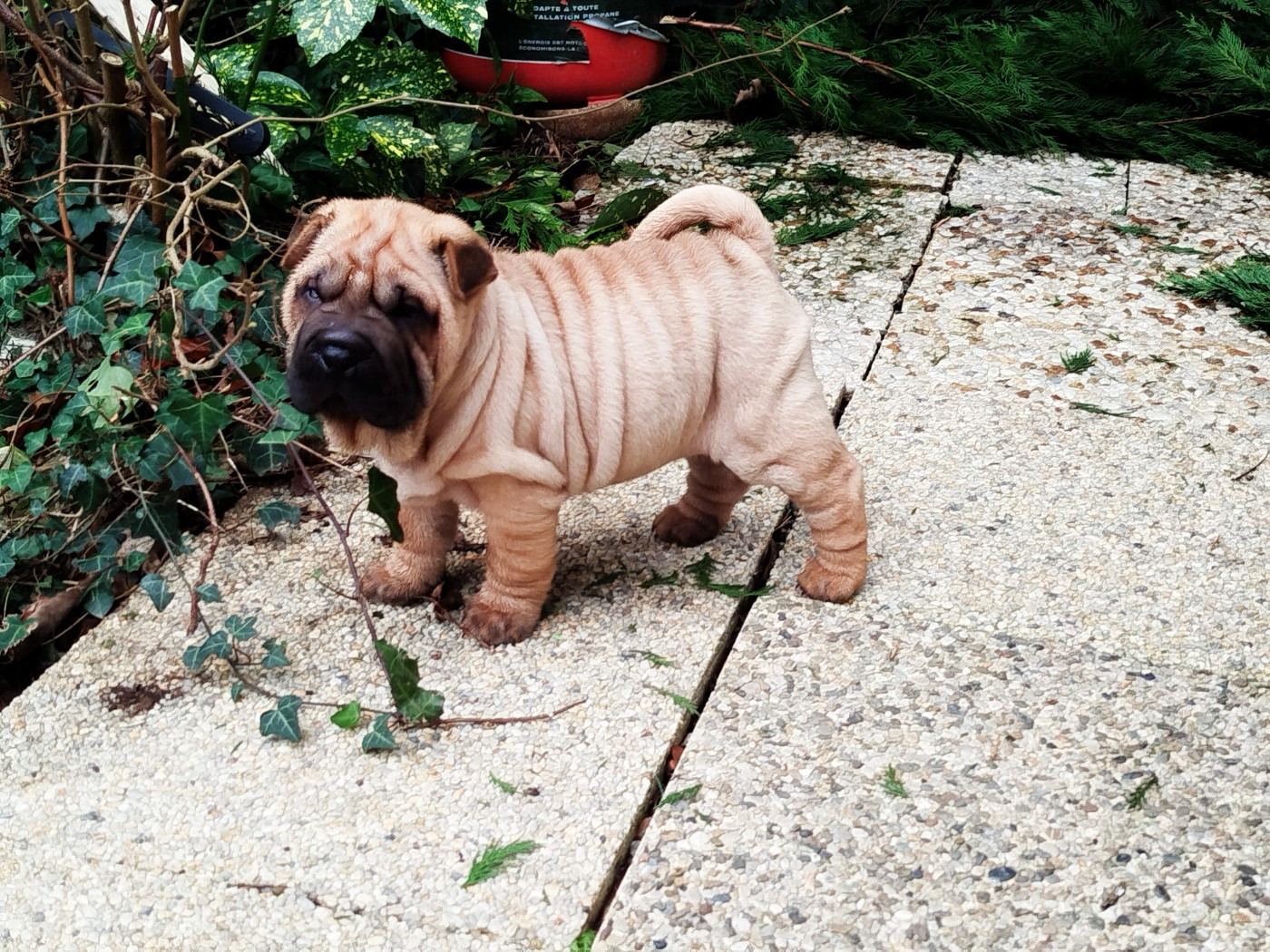 Ariel - Shar Pei