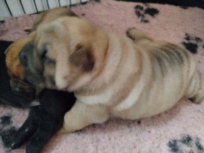 Les chiots de Shar Pei